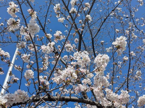 🌸春ですね🌸