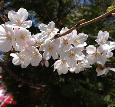 春ですね🌸