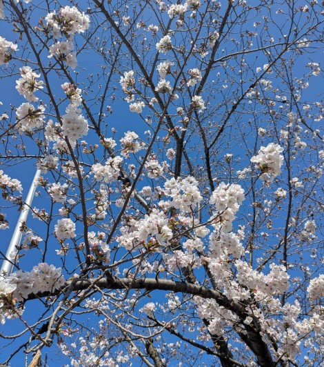 🌸春ですね🌸